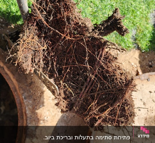 שורשים מוצאים מתוך בור ביוב על ידי משאית ואקום